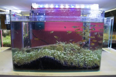 Aquascape ve terrarium içinde bir küçük cam akvaryum küçük balık grup tasarım yapın. Kamu için görüntülenir. 