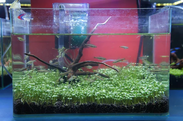 Aquascape ve terrarium içinde bir küçük cam akvaryum küçük balık grup tasarım yapın. Kamu için görüntülenir. 