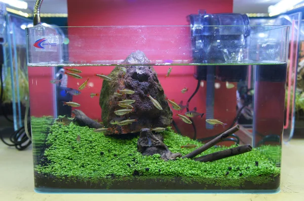 Aquascape Terrarium Projekt Grupy Małych Ryb Akwarium Małe Szklane Wyświetlane — Zdjęcie stockowe