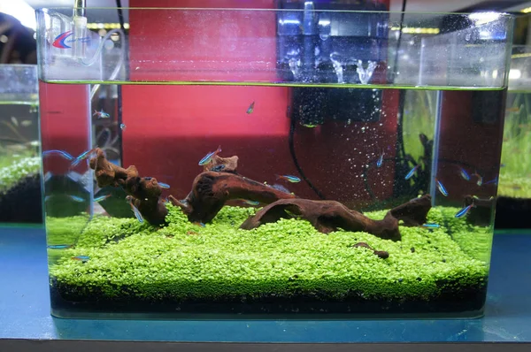 Aquascape Und Terrarium Mit Einer Gruppe Kleiner Fische Einem Kleinen — Stockfoto