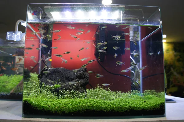 Aquascape Und Terrarium Mit Einer Gruppe Kleiner Fische Einem Kleinen — Stockfoto