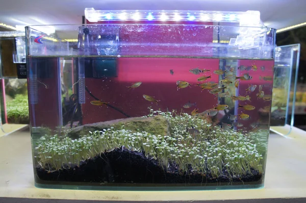 Aquascape Terrarium Projekt Grupy Małych Ryb Akwarium Małe Szklane Wyświetlane — Zdjęcie stockowe