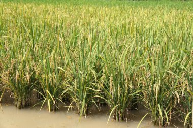 Pirinç tarlası ya da çeltik tarlası manzarası. Pirinç çamurlu ve düz araziye ekilir..
