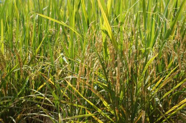 Pirinç tarlası ya da çeltik tarlası manzarası. Pirinç çamurlu ve düz araziye ekilir..