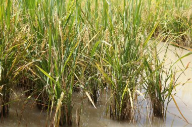 Pirinç tarlası ya da çeltik tarlası manzarası. Pirinç çamurlu ve düz araziye ekilir..