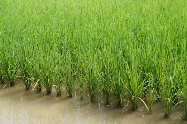 水田や水田の眺め 泥だらけの平地に稲が植えられている — ストック写真