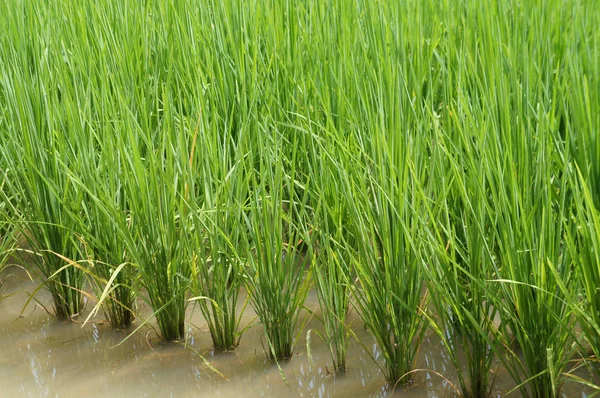 稻田或稻田景观 水稻种植在泥泞平坦的土地上 — 图库照片