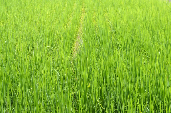 View of rice field or paddy field. Rice is planted in muddy and flat land.