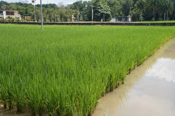 Blick Auf Reisfeld Oder Reisfeld Reis Wird Schlammigem Und Flachem — Stockfoto