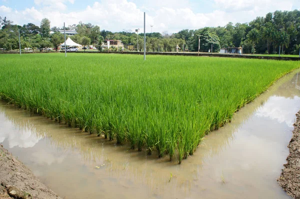 Blick Auf Reisfeld Oder Reisfeld Reis Wird Schlammigem Und Flachem — Stockfoto
