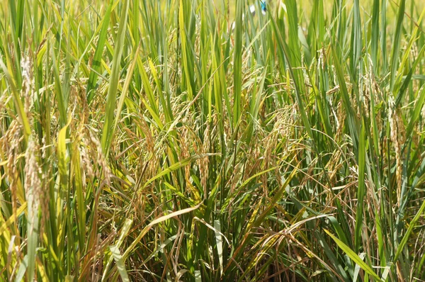 Vista Del Arrozal Arrozal Arroz Planta Tierra Fangosa Llana — Foto de Stock