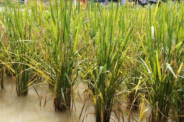 Vista Campo Arroz Campo Arroz Arroz Plantado Terra Lamacenta Plana — Fotografia de Stock