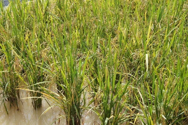 Άποψη Του Ορυζώνα Ορυζώνα Ρύζι Φυτεύεται Λασπωμένη Και Επίπεδη — Φωτογραφία Αρχείου