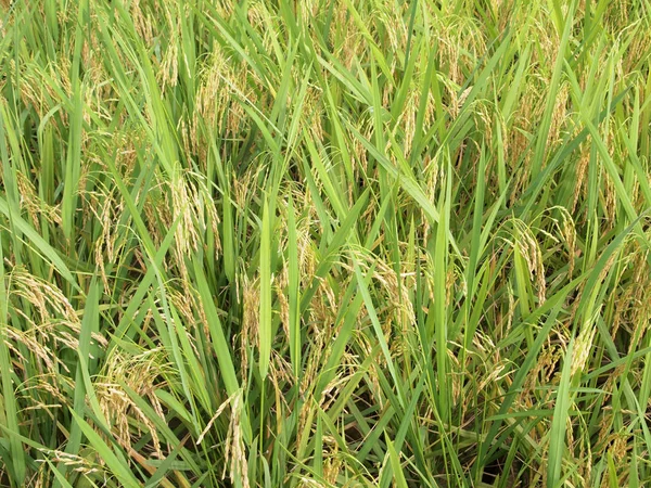 View Rice Field Paddy Field Rice Planted Muddy Flat Land — Stock Photo, Image