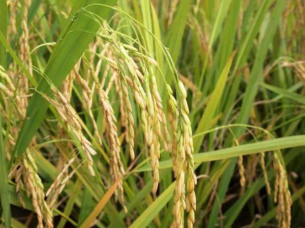 Vista Del Arrozal Arrozal Arroz Planta Tierra Fangosa Llana — Foto de Stock