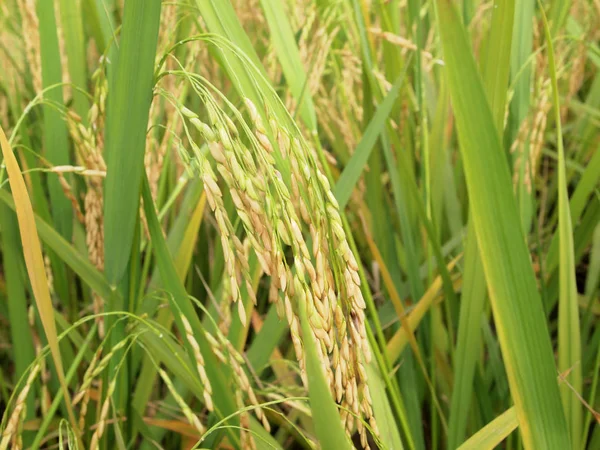 View Rice Field Paddy Field Rice Planted Muddy Flat Land — Stock Photo, Image