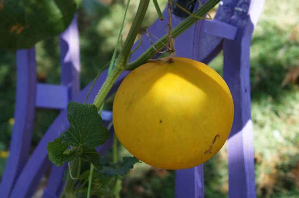 Cantaloupemelon Eller Rock Melon Frukt Eller Det Vetenskapliga Namnet Cucumis — Stockfoto