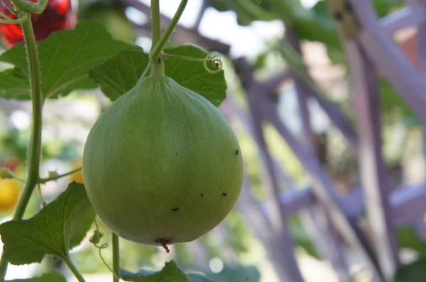 Cantaloupemelon Eller Rock Melon Frukt Eller Det Vetenskapliga Namnet Cucumis — Stockfoto