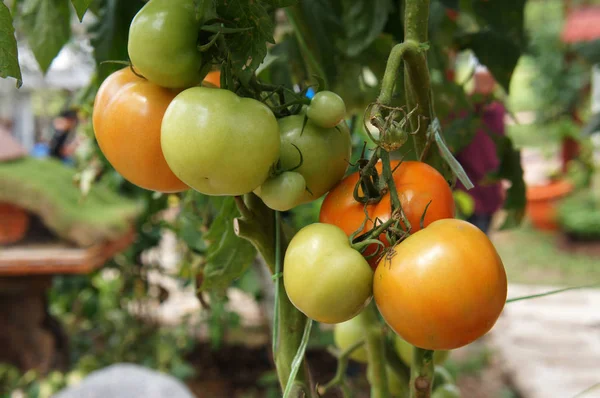 Fruta Tomates Maduros Árbol — Foto de Stock