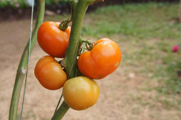 Tomat Matang Buah Pohon — Stok Foto
