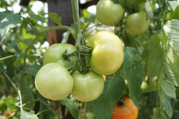 Mogna Tomater Frukt Trädet — Stockfoto