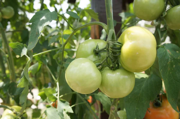 Mogna Tomater Frukt Trädet — Stockfoto