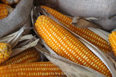 Hasat ve işleme için çuvallar içinde toplanan Mısır.