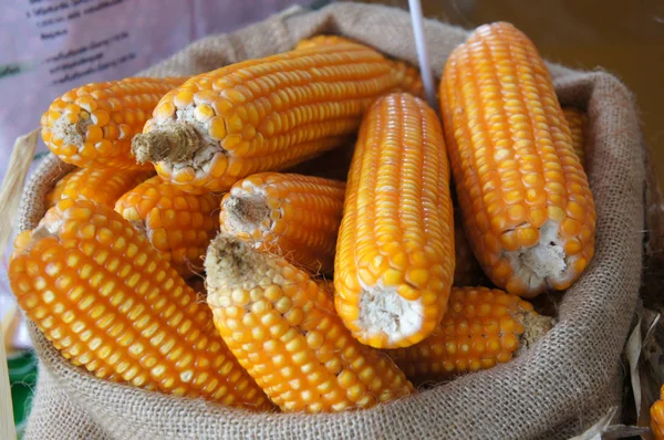 已经收获和收集在麻袋中加工的玉米 — 图库照片