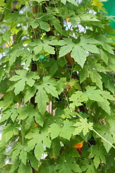 Herb Plant Bitter Gourd Bitter Melon Scientific Name Known Momordica — Stock Photo, Image