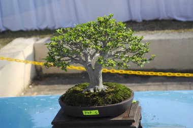 Putrajaya, Malezya-25 Ağustos 2018: Bonsai ağaç göstermek için kamu Putrajaya, Malezya Kraliyet Floria Putrajaya bahçesinde.