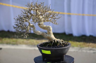 Putrajaya, Malezya-25 Ağustos 2018: Bonsai ağaç göstermek için kamu Putrajaya, Malezya Kraliyet Floria Putrajaya bahçesinde.