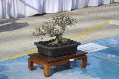 Putrajaya, Malezya-25 Ağustos 2018: Bonsai ağaç göstermek için kamu Putrajaya, Malezya Kraliyet Floria Putrajaya bahçesinde.
