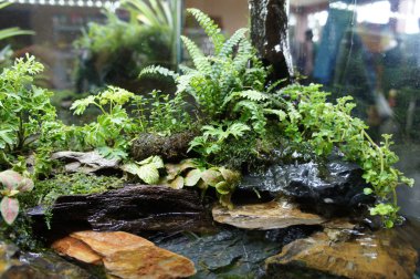 Seçili içinde halk için görüntülenen küçük cam akvaryum aquascape ve terrarium tasarım odaklı. 