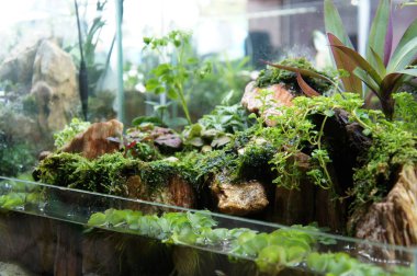 Seçili içinde halk için görüntülenen küçük cam akvaryum aquascape ve terrarium tasarım odaklı. 