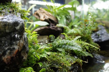 Seçili içinde halk için görüntülenen küçük cam akvaryum aquascape ve terrarium tasarım odaklı. 
