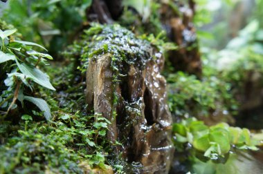 Seçili içinde halk için görüntülenen küçük cam akvaryum aquascape ve terrarium tasarım odaklı. 