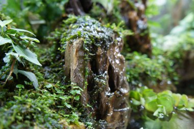Seçili içinde halk için görüntülenen küçük cam akvaryum aquascape ve terrarium tasarım odaklı. 