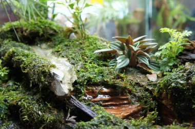 Seçili içinde halk için görüntülenen küçük cam akvaryum aquascape ve terrarium tasarım odaklı. 