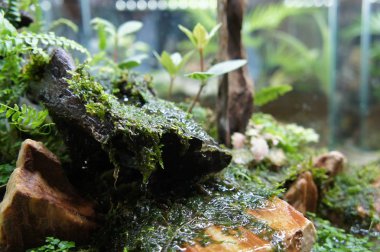 Seçili içinde halk için görüntülenen küçük cam akvaryum aquascape ve terrarium tasarım odaklı. 