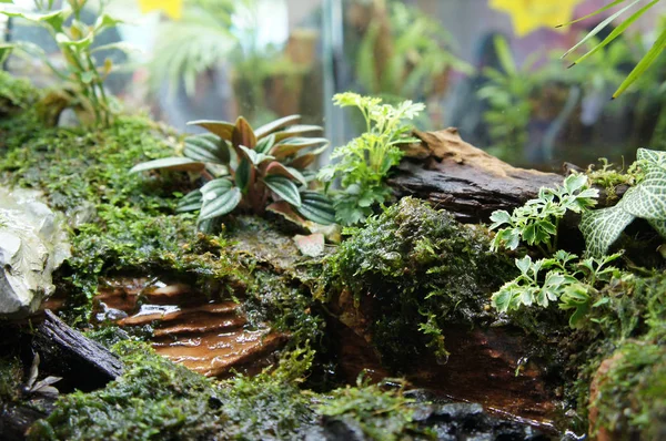 Seleccionado Enfocado Diseño Acuario Terrario Acuario Vidrio Pequeño Exhibido Para —  Fotos de Stock