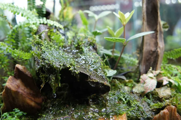 Vybrané Zaměřené Aquascape Terárium Designu Malé Skleněné Akvárium Pro Veřejnost — Stock fotografie