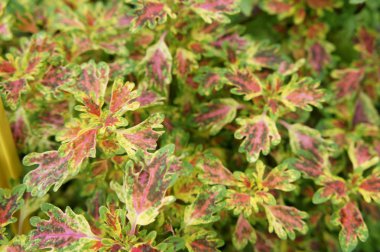 Coleus bitki veya bilimsel adı Solenostemon olduğunu