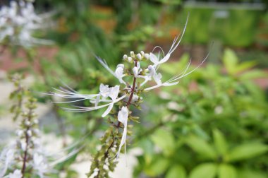 Orthosiphon Stamineus bitki ya da java tee çiçekli bitki. Asya tıp madde olarak kullanılan. 