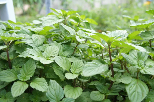 Orthosiphon Stamineus Kräuter Oder Java Tee Pflanze Mit Blüten Wird — Stockfoto