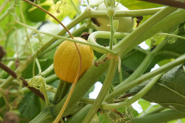 Planta Calabaza Ornamental Plantada Granja — Foto de Stock