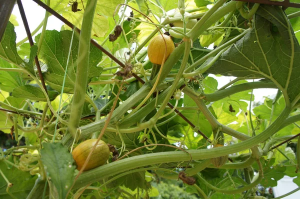 Planta Calabaza Ornamental Plantada Granja — Foto de Stock