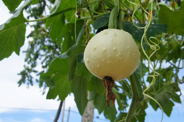 Ornamental Pumpkin Plant Planted Farm — Stock Photo, Image