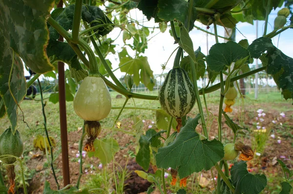 Ornamental Pumpkin Plant Planted Farm — Stock Photo, Image