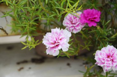 Portulaca grandiflora veya Japon rose. Ross ve yosun-gül semizotu yosun olarak da bilinir. 