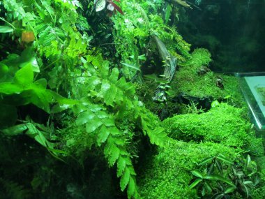 Kuala Lumpur, Malezya-18 Kasım 2018: küçük bitki ekili küçük cam kaplar içinde. Onun adı verilen terrarium ve yeşilliklerle kapalı alanına getirilmesini. 